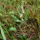 Švihlík krutiklas (<i>Spiranthes spiralis</i>), NPP Švařec [ZR], 4.9.2013, foto Luděk Čech