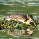 Potápka roháč (<i>Podiceps cristatus</i>), ryb. Parný Mlýn, 10.6.2016, foto Vojtěch Kodet