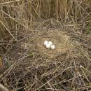 Hnízdo motáka pochopa (<i>Circus aeruginosus</i>), ryb. Židloch, PP Ptáčovské rybníky, 20.5.2010, foto Vojtěch Kodet