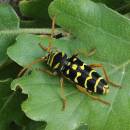Tesařík dubový (<i>Plagionotus arcuatus</i>), Slavětice, foto Václav Křivan