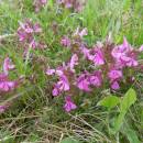 Všivec lesní (<i>Pedicularis sylvatica</i>), Olešský rybník, 14.5.2010, foto Vojtěch Kodet