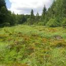 Rašeliniště Pod Trojanem, 3.7.2006, foto Vojtěch Kodet