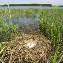 Hnízdo labutě velké (<i>Cygnus olor</i>), Veselský rybník, 18.5.2012, foto Vojtěch Kodet