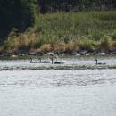 Labuť velká (<i>Cygnus olor</i>), PP Černíč, 8.8.2015, foto Vojtěch Kodet