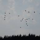 PP Černíč, 8.8.2015, foto Vojtěch Kodet