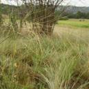 Kavyl vláskovitý (<i>Stipa capillata</i>), NPR Mohelenská hadcová step [TR], 15.7.2012, foto Libor Ekrt