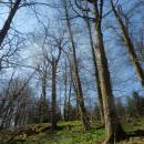 PR Jedlový les a údolí Rokytné, 20.4.2015, foto Vojtěch Kodet