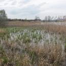 Nový rybník u Panské Lhoty, 16.4.2016, foto Vojtěch Kodet