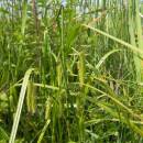 Ostřice nedošáchor (<i>Carex pseudocyperus</i>), Frejlach, 26.6.2009, foto Vojtěch Kodet