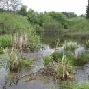 Třeštický rybník, 15.5.2010, foto Vojtěch Kodet