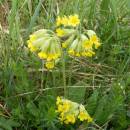 Prvosenka jarní (<i>Primula veris</i>), PR V Lisovech, 8.5.2013, foto Vojtěch Kodet