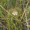 Hnízdo lysky černé (<i>Fulica atra</i>), ryb. Židloch, PP Ptáčovské rybníky, 20.5.2010, foto Vojtěch Kodet