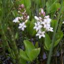 Vachta trojlistá (<i>Menyanthes trifoliata</i>), Frejlach, 15.5.2010, foto Vojtěch Kodet