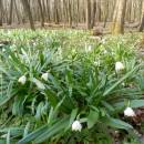 Bledule jarní (<i>Leucojum vernum</i>), PR Habrová seč, 7.4.2015, foto Vojtěch Kodet