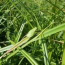 Rosnička zelená (<i>Hyla arborea</i>), ryb. Broum, 26.6.2010, foto Vojtěch Kodet
