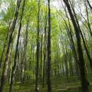 PP Vysoký kámen u Smrčné, 3.5.2006, foto Vojtěch Kodet