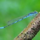 Šidélko huňaté (<i>Coenagrion scitulum</i>), ryb. Parný Mlýn, Krahulov, foto Václav Křivan