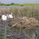 Hnízdo s mláďaty labutě velké (<i>Cygnus olor</i>), Starý ryb., PP Ptáčovské rybníky, 20.5.2010, foto Vojtěch Kodet