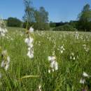 Suchopýr úzkolistý (<i>Eriophorum angustifolium</i>), PR Řeka, 4.6.2015, foto Vojtěch Kodet