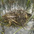 Hnízdo potápky roháče (<i>Podiceps cristatus</i>), Starý ryb., PP Ptáčovské rybníky, 20.5.2010, foto Vojtěch Kodet