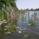 ryb. Nový u Háje, 12.6.2010, foto Vojtěch Kodet