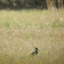 Čejka chocholatá (<i>Vanellus vanellus</i>), PR Na Oklice, 18.4.2014, foto Vojtěch Kodet
