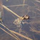 Amplex ropuchy obecné (<i>Bufo bufo</i>), mokřady Pod Chvojnovem, 5.4.2016, foto Vojtěch Kodet