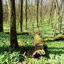 PR Jedlový les a údolí Rokytné, 20.4.2015, foto Vojtěch Kodet