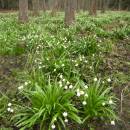 Bledule jarní (<i>Leucojum vernum</i>), PP Jechovec, 5.4.2012, foto Vojtěch Kodet