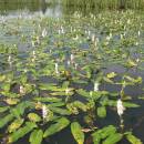 Rdest vzplývavý (<i>Potamogeton natans</i>), Nový ryb., PP Ptáčovské rybníky, 5.7.2010, foto Vojtěch Kodet