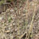 Vousatka prstnatá (<i>Bothriochloa ischaemum</i>), NPR Mohelenská hadcová step [TR], 25.9.2014, foto Libor Ekrt