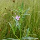 Vrbovka tmavá (<i>Epilobium obscurum</i>), PR Havranka [HB], 13.6.2014, foto Josef Komárek