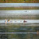 Potápka roháč (<i>Podiceps cristatus</i>), ryb. Parný Mlýn, 19.7.2016, foto Vojtěch Kodet