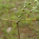 Kuřinka ostnosemenná (<i>Spergularia echinosperma</i>), PP Staropavlovský rybník, palisty [ZR], 20.6.2012, foto Josef Komárek