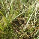 Hnízdo bekasiny otavní (<i>Gallinago gallinago</i>), U Farského lesa, 21.4.2012, foto Vojtěch Kodet