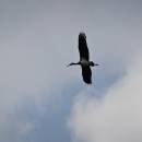 Čáp černý (<i>Ciconia nigra</i>), PP Černíč, 8.8.2015, foto Vojtěch Kodet