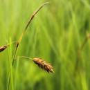 Ostřice bažinná (<i>Carex limosa</i>), PR Doupský a Bažantka [JI], 18.6.2014, foto Libor Ekrt