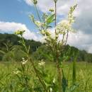 Tužebník jilmový (<i>Filipendula ulmaria</i>), Starohorský mokřad, 6.7.2010, foto Vojtěch Kodet