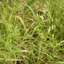 Rozpuk jízlivý (<i>Cicuta virosa</i>), PP Černíč [JI], 17.6.2014, foto Libor Ekrt