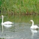 Labuť velká (<i>Cygnus olor</i>), PP U Borovné, 20.9.2016, foto Vojtěch Kodet