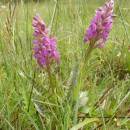 Prstnatec májový (<i>Dactylorhiza majalis</i>), rašeliniště Pod Trojanem, 15.5.2015, foto Vojtěch Kodet
