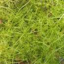 Bublinatka menší (<i>Utricularia minor</i>), PR Chvojnov [JI]