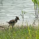 Mládě čejky chocholaté (<i>Vanellus vanellus</i>), PP Podvesník, 8.6.2015, foto Vojtěch Kodet