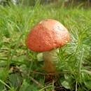 Pístovské mokřady, 7.9.2014, foto Vojtěch Kodet