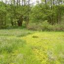 Rašeliniště Pod Trojanem, 29.5.2013, foto Vojtěch Kodet