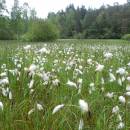 Rašeliniště Pod Trojanem, 29.5.2013, foto Vojtěch Kodet