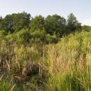Třeštický rybník, 15.7.2009, foto Vojtěch Kodet