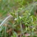 Lněnka alpská (<i>Thesium alpinum</i>), PR Dukovanský mlýn [TR], 26.6.2013, foto Josef Komárek