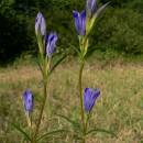 Hořec hořepník (<i>Gentiana pneumonanthe</i>), PP Pod Kazbalem [HB], 22.8.2010, foto Luděk Čech