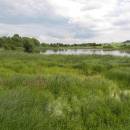 PP Starý Přísecký rybník, 21.6.2009, foto Vojtěch Kodet